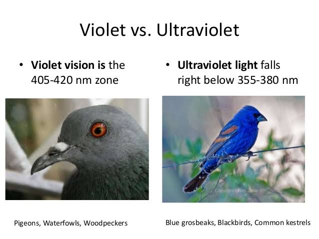 Let's consider the SWS opsin gene in birds in which a mutation at position 268 will confer them with UV vision. 4 different orders of birds have evolved this ability seperately.The per site rate of mutation is about 1 in 500,000,000 bases in DNA of most vertebrates.