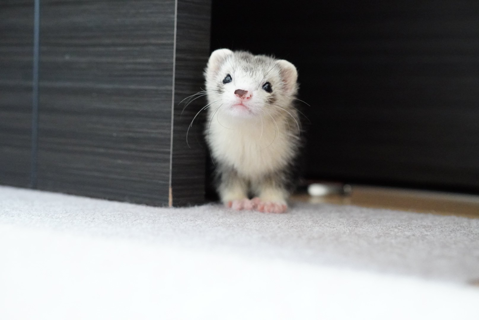 みず フェレット Ferret Rufamiru Twitter