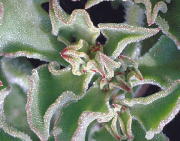 oapngob's tweet photo. #Escarchada (Mesebryanthemum) Planta anual de porte arbustivo de la familia de las #aizoáceas. Se encuentra, aunque discretamente, en el piso basal infracanario. #flora #Timanfaya https://t.co/oKBipUU8Q0 https://t.co/5vk526cEmv