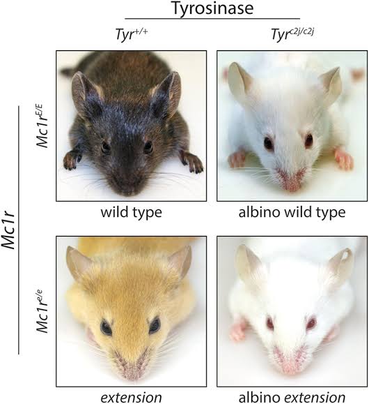 Now what if the mutations doesn't need to be so exact? Many genes don't require such specific mutations for these changes and different mutations can confer the same change. One such example is the MC1R gene which are responsible for dark coloration in many animals.