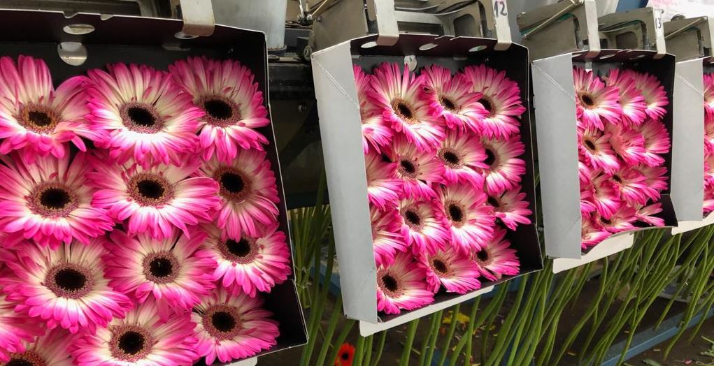 Mandala is one of our Perfection Gerberas. A large flowered Gerbera with a black center and bicoloured pink flower petals. We get to see Mandala more and more often at a consumer level, which means a lot of florists are working already with this beautiful quality flower.