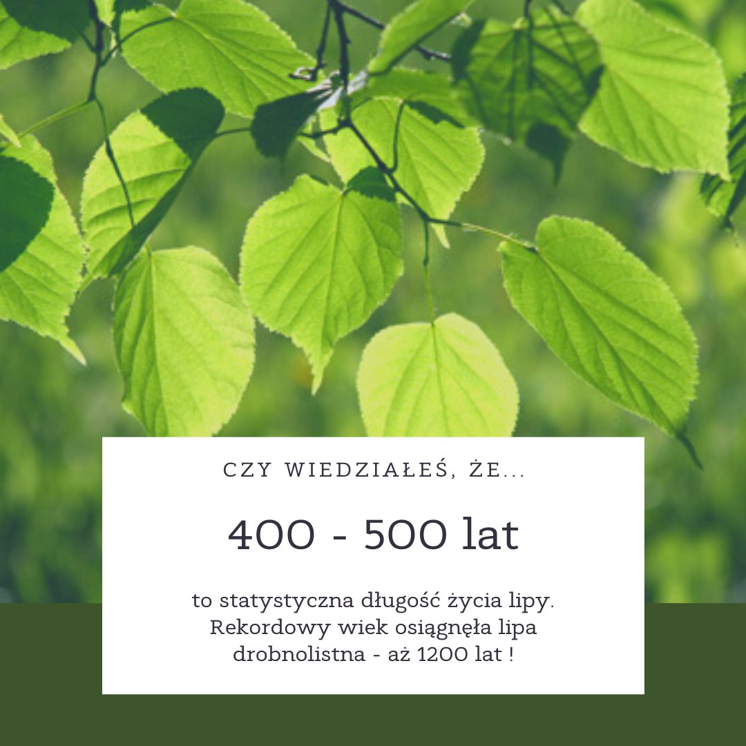 KlockiLinden's tweet photo. #Ciekawostka dnia! 
💚W pierwszych latach #lipa rośnie powoli. Dopiero w wieku 60-100 lat wzrasta szybciej.
💚 130-150 lat to wiek, w którym przyrost na wysokość prawie całkowicie ustaje.
💚Co ciekawe przyrost na grubość może trwać nawet setki lat! https://t.co/S5i2Sp8UcE