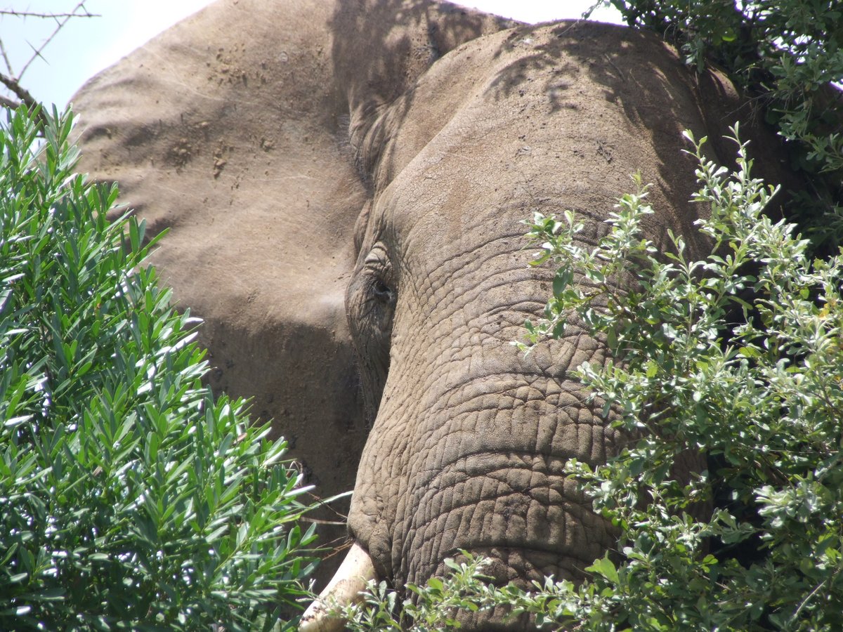 In my African Dream...
#WildlifeWednesday #Wildlife #WildlifeHoliday #Safari #Travel #FamilySafari #LuxurySafariLodge #SelfDriveSafari #BudgetSafari #Big5Safari #KwaZuluNatal #SouthAfrica #Africa #WeDoTourism #MeetSouthAfrica #MeetSouthAfricaLater #WorldElephantDay @TourismKZN