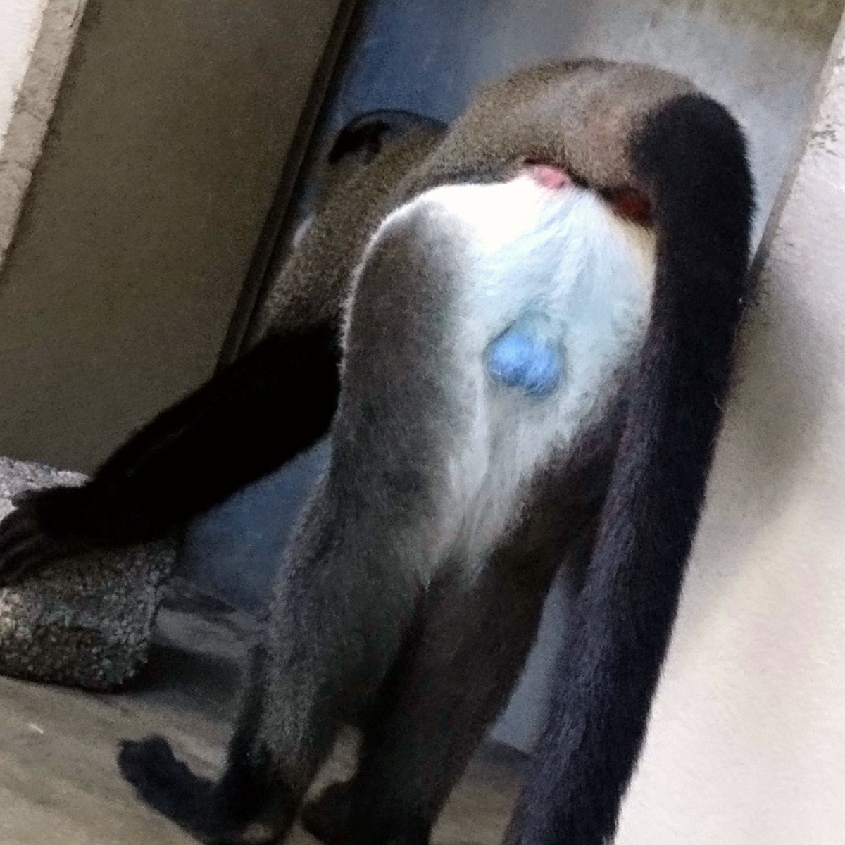 豊橋総合動植物公園（のんほいパーク） tweet media