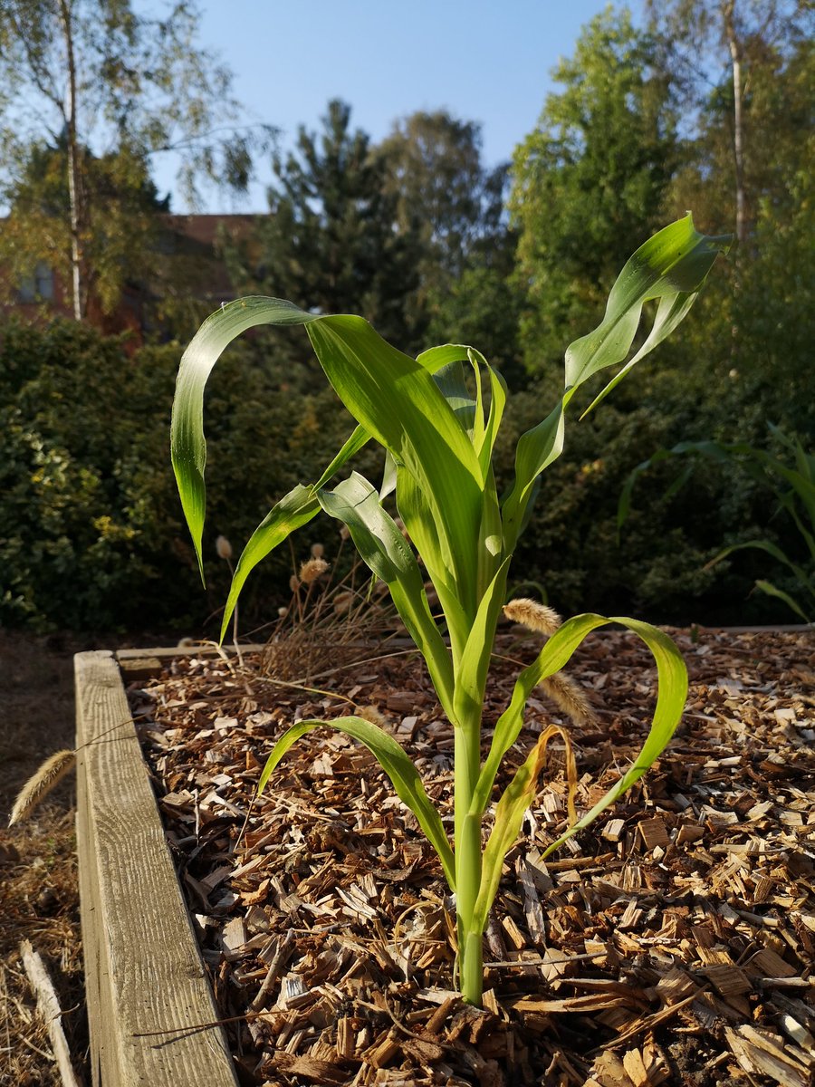 SpaceGrowth's tweet photo. Our sweetcorn is loving this sunny weather ☀️🌽🌽🌽. Looking forward to some rain which is forecast later as the plants are thirsty 💦☔💦🌱🥀🌻#horticulture #greenexcercise #ecotherapy #bettereveryday #mentalhealth https://t.co/OMQaQnqaEv