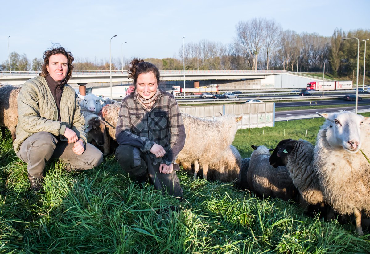 qredits's tweet photo. Marlous en Maria grazen met hun schapen de gemeenteplantsoenen in Rotterdam en omstreken. Wachten voor het stoplicht is slechts één van de uitdagingen die ze met hun 500 schapen aangaan. Nieuwsgierig naar hun ondernemersverhaal? Lees het hier!
https://t.co/OhvHJ9pApj https://t.co/pS4Lz0c9PQ