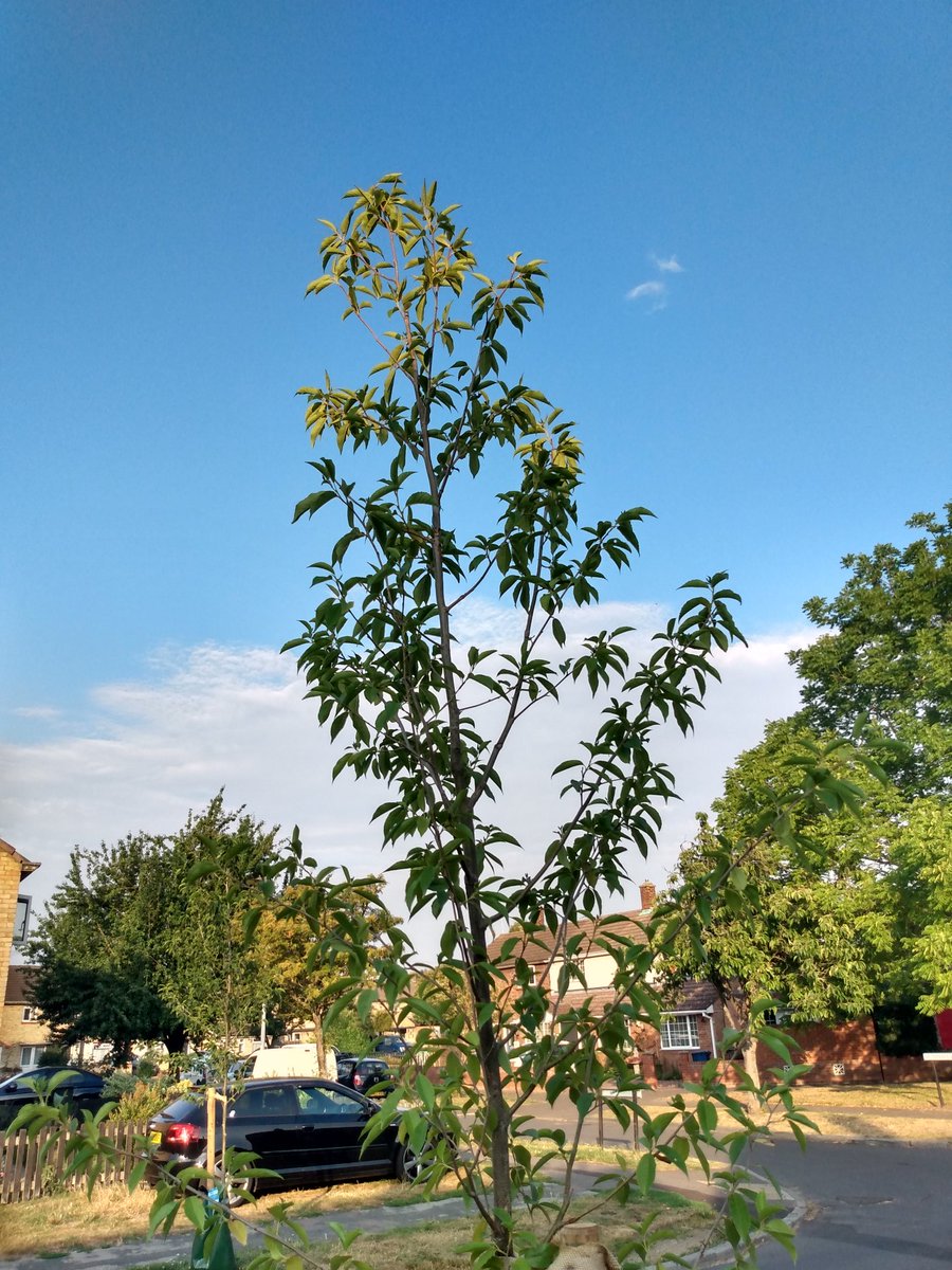 3HeadedLizard's tweet photo. Stealth-mode early morning watering. #TreeHero #Tree150 #CamTrees #KeepOnWatering @CamCanopyProj https://t.co/ddbY2WNVfq https://t.co/MITbDHLpx5