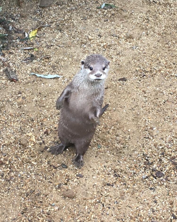 BealePark's tweet photo. It is the perfect day for a visit. Here is a photo of the Meerkats keeping cool by spreading themselves on ground in the shaded areas. #meerkts #familyfun #sunisshinning https://t.co/LB1Wm9t0Pg