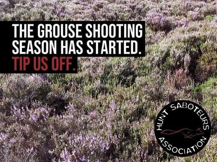 Derby_Sabs's tweet photo. Today marks the start of the grouse shooting season, where wealthy shooters will be blasting birds out of the sky for fun.
Please tip us off via our confidential hotline on 07443148426 if you have any information on a grouse shoot.
#tipusoff #huntsabs https://t.co/J4Ky16VgoX https://t.co/dxuboZDFpu