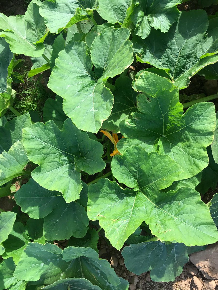 jfhudsonltd's tweet photo. It's the glorious twelfth and we've been to check on the pumpkins... looking good but they've a little catching up to do with their southern counterparts! @SpapperiNTSrl weeder has done a top job. #innovativefarming #inspiringgreatfarmers #agriculturalmachinery #Spapperi https://t.co/7MtRUfilLE