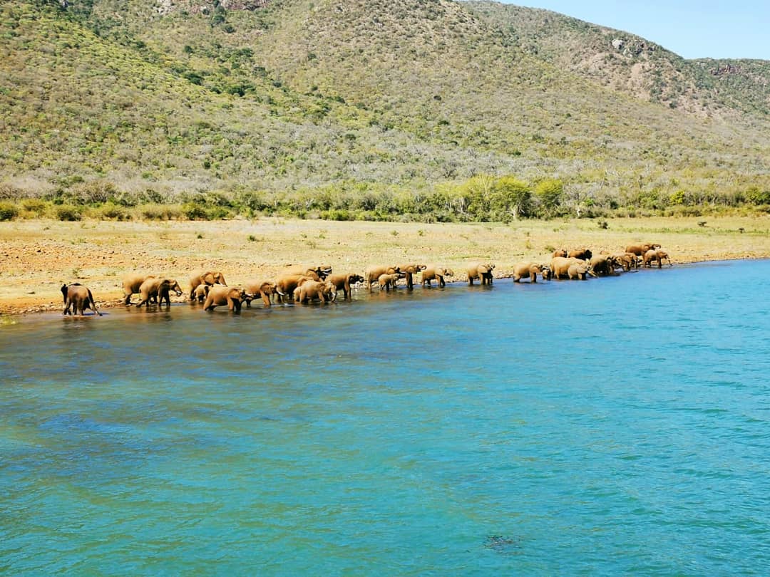 We never get tired of watching these majestic gentle giants. Help us spread awareness for #worldelephantday 2020 by sharing this post.
#savetheelephants🐘 #gentlegiants #naturalhabitat #wildlife #research #lakejozini #rivercruise #serenity #feedyoursoul♠️ 
📸 James Bonella