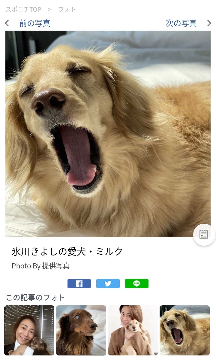 こときよ 在 Twitter 上 氷川きよしさんとこの犬 ってのを抜きにしてもミルクちゃん可愛いなぁ 艸 ワンコ飼いたいなぁ でもお母さん業と仕事と飼い主さん同時にできる自信はない 妻業は捨てました 適当 T Co Hrkpozkpjd Twitter