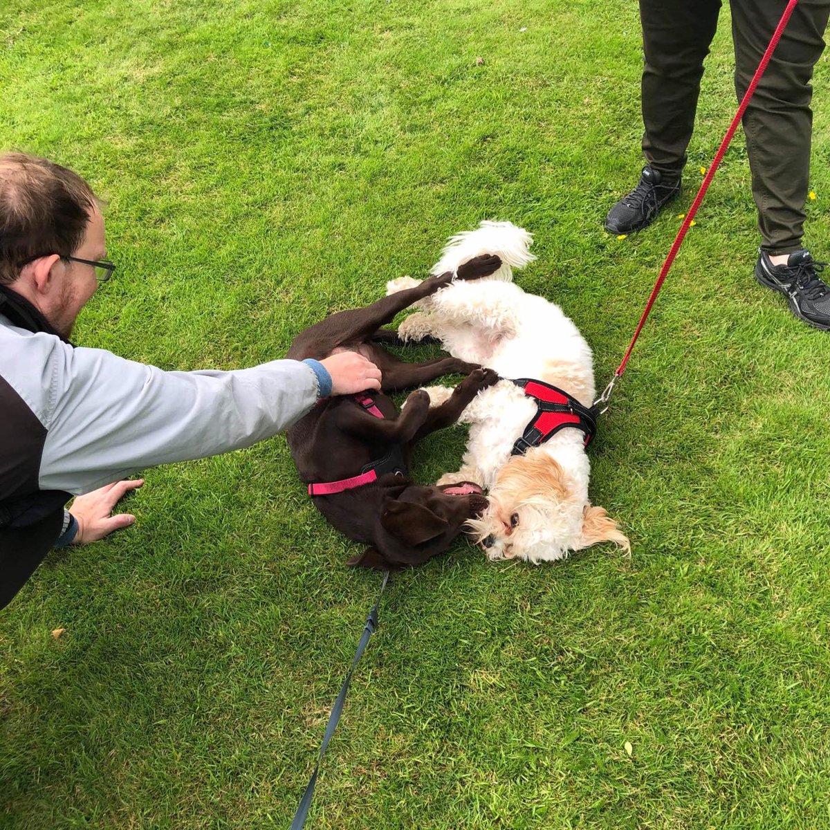 All welcome to our community dog walk in Menses Park today at 2pm. You do not need a dog to attend, especially today, when it may be a little too hot for some of our canine friends. Just come and enjoy a walk in the sun.