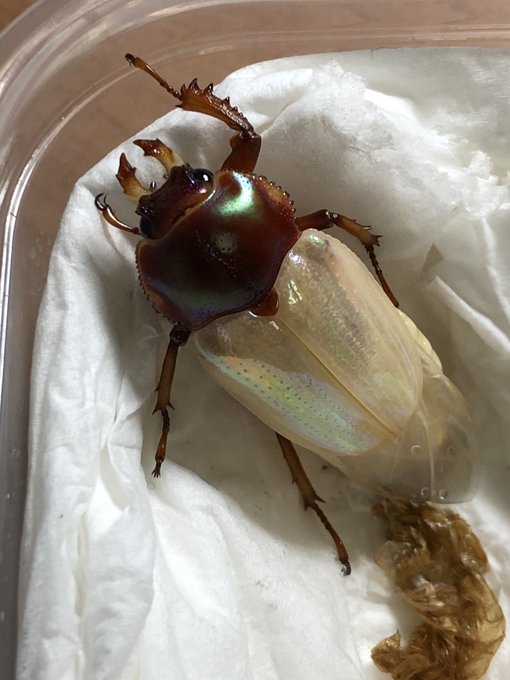 ニジイロクワガタのtwitterイラスト検索結果