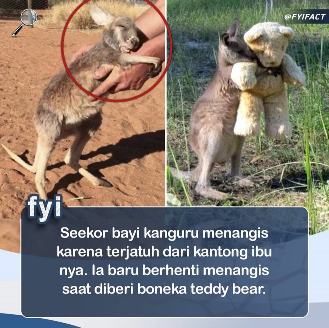 ZOO_FESS's tweet photo. Lucu banget zoo 😢

Cr. On pict https://t.co/cTUs876av7