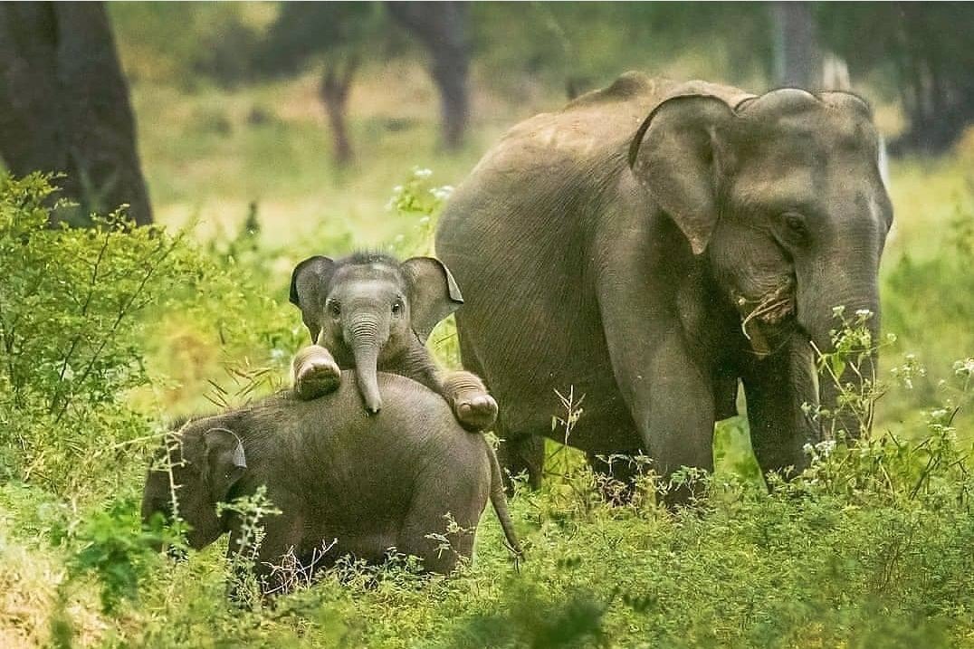 susantananda3's tweet photo. Mr Baby💕
Winner of the best baby contest during world elephant day celebrations today.... https://t.co/W03uKTeqew