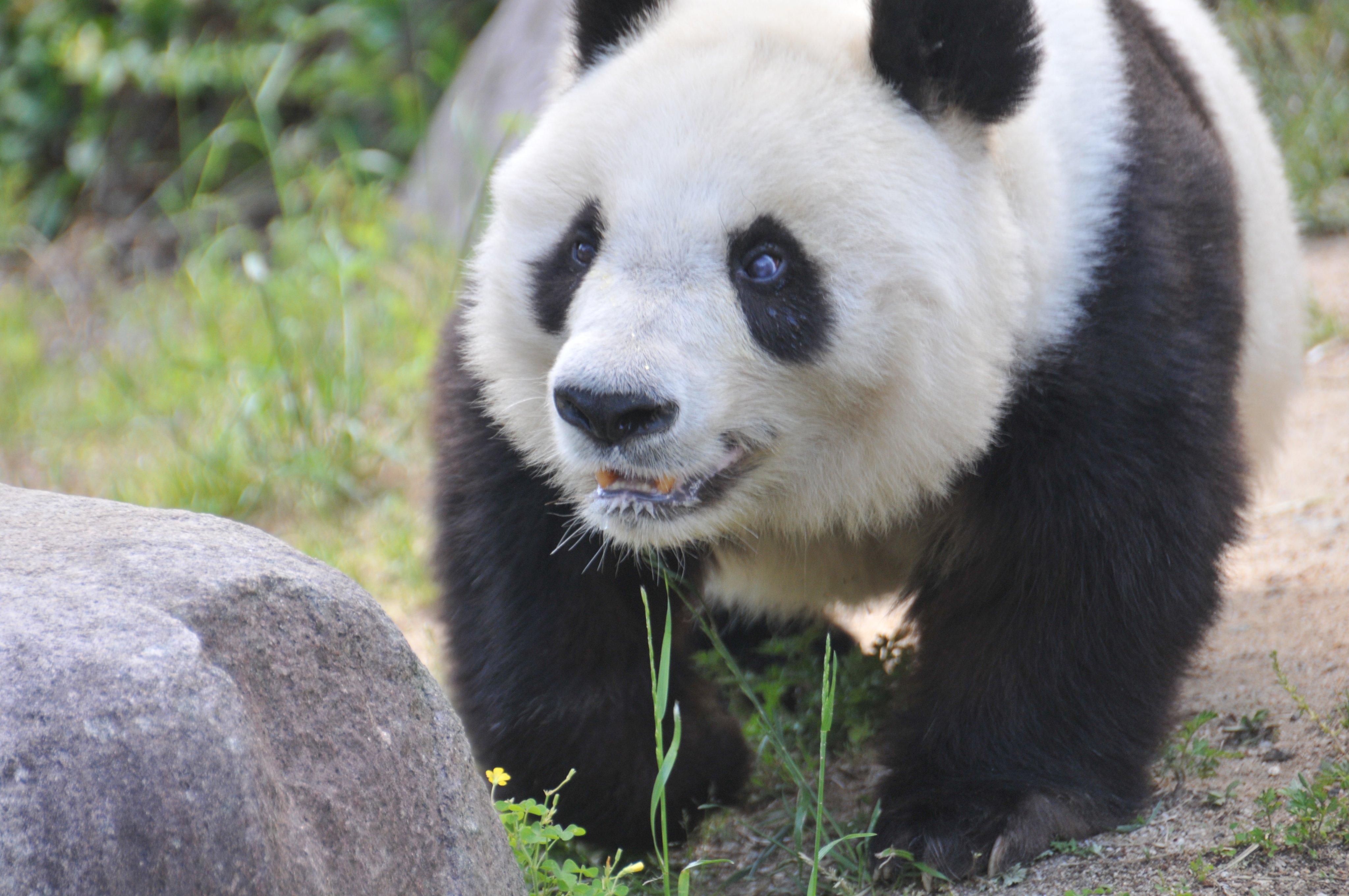 神戸市立王子動物園（公式） в X: „【答え合わせ】 ③ 24歳 簡単