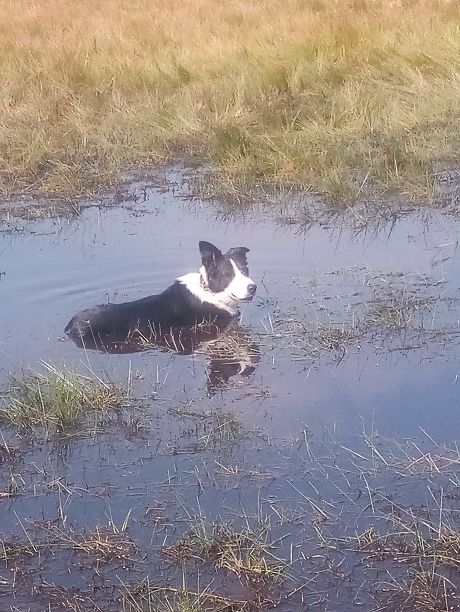 Afkoelen!!!!!                                                 
#schaapskuddeTongerenseheide.