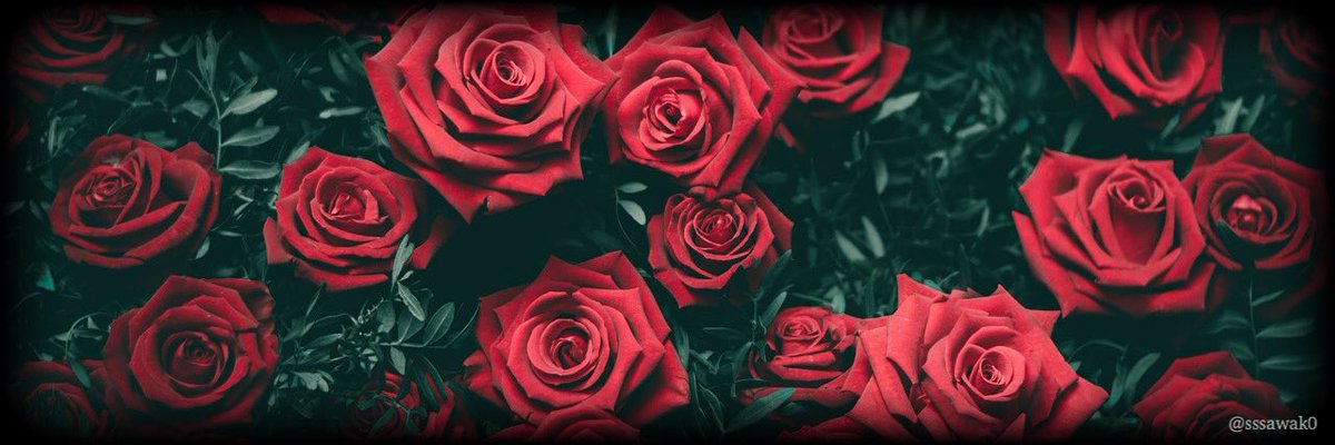 さわこ フリーヘッダー お題箱より 赤い薔薇 花言葉は あなたを愛してます 愛情 美 情熱 熱烈な恋
