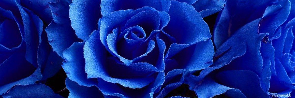 さわこ フリーヘッダー お題箱より 青い薔薇 花言葉は 夢かなう 不可能 奇跡 神の祝福 いつもリクエストありがとうございます イメージとの事でしたが 文字入りでしたら後ほど修正致します T Co Lhfj24tth9 Twitter