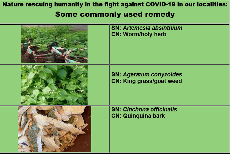 sufachac's tweet image. #Nature #rescuing #humanity in the fight against #COVID-19 in our localities:    Some commonly used #remedy

Download the document here:
sufachac.org/en/document/do…

#Sufachac #covid19 #BBML #SufachacCovid19Preview06 #fightagainstcoronavirus  #Artemesia #Quinquina #ageratum