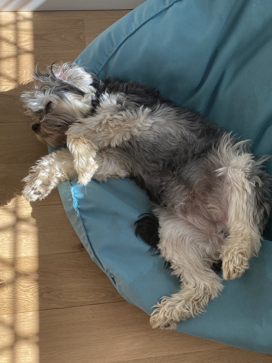 Enabling_Users's tweet photo. Yesterday we said goodbye to our beautiful boy Dylan. After 11 years of total devotion it’s hard to imagine life without him. A little dog, who has left a huge hole in our lives and our hearts. This morning hurts, with constant reminders of how special he was. Miss you Dylsie Boy https://t.co/C7LrH5AdtB