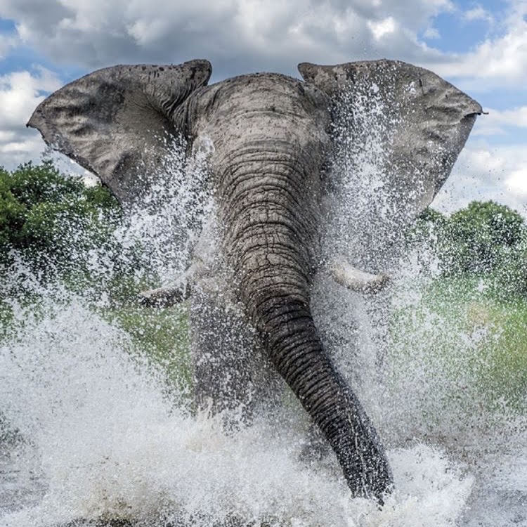 Fun Fact.

An elephant’s skin is 2.5cm thick in most places.  The folds and wrinkles in their skin can retain up to 10 times more water than flat skin does, which helps to cool them down.

#WorldElephantsDay
#WorldElephantsDay2020