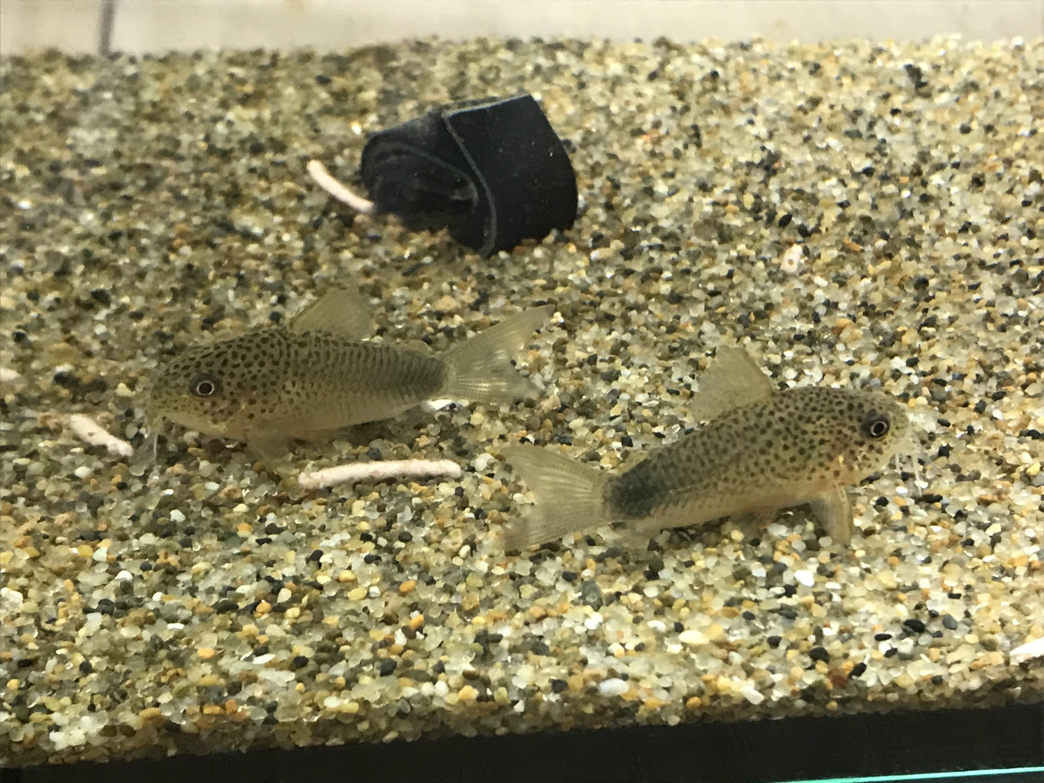 メデュ嬢 愛され隊 Ts7941 他の子 コリドラス2匹 めだか3匹 は元気そうなので 参考にさせていただきますね ちなみにうちは45cmスリム水槽にコリドラス3 めだか3 少し前までは5でした とスカスカ広々なので 少し油断していたのかも知れません