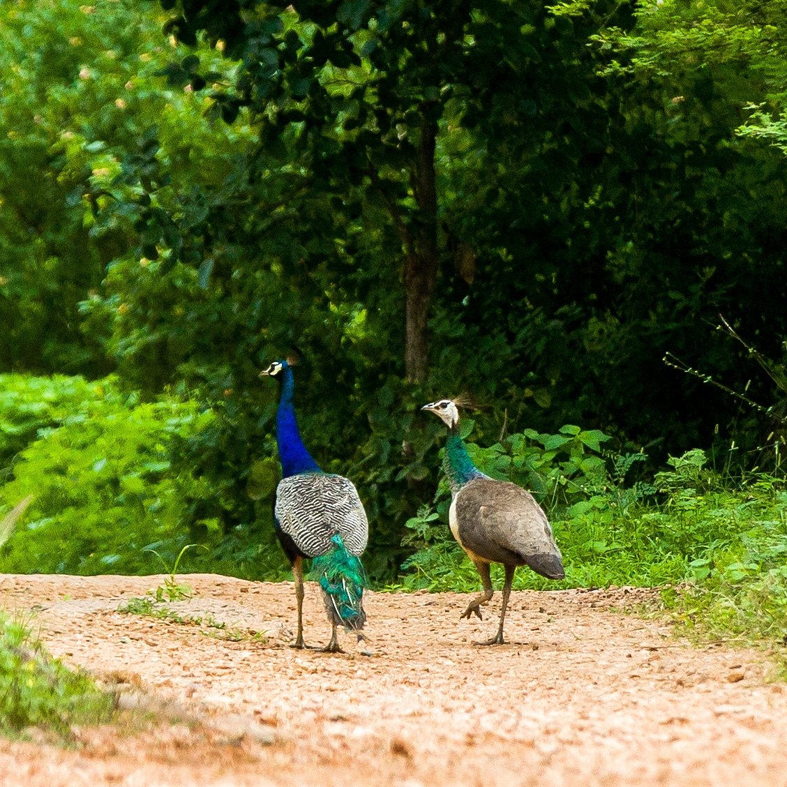 AcePhotography6's tweet photo. Let me walk you home.
#peacock #indianpeacock #peahen #peafowl #birdphotography #couplebirds #couple #pair #birdpair #birdpairs #wildlifephotography #wildlife #urbanwild #urbanwildlife @bbcearth @NatGeoPhotos @NatGeo https://t.co/IXE3BE2MHN