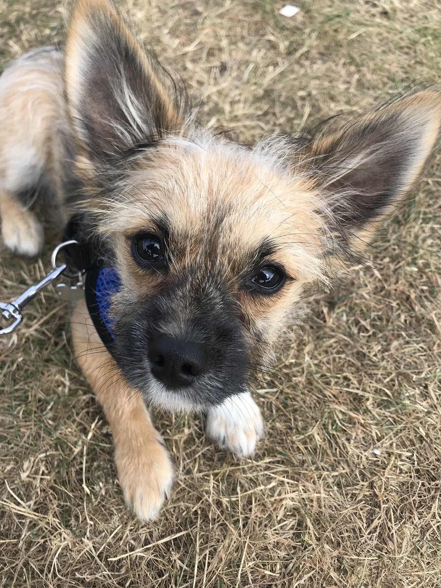 Arlo19P's tweet photo. My very early walk before it got toooo hot! #puppy #puppylove #puppylife #dogs #dogsofinstagram #DogsofTwittter #arlo19 https://t.co/G5Wp42JjC9