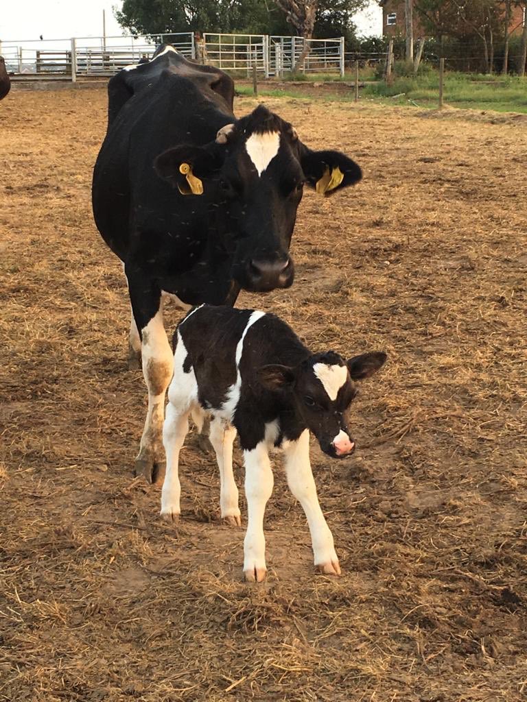 British Food Box tweet media