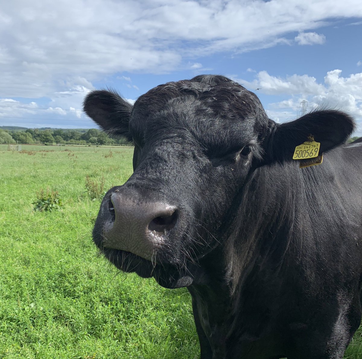British Food Box tweet media