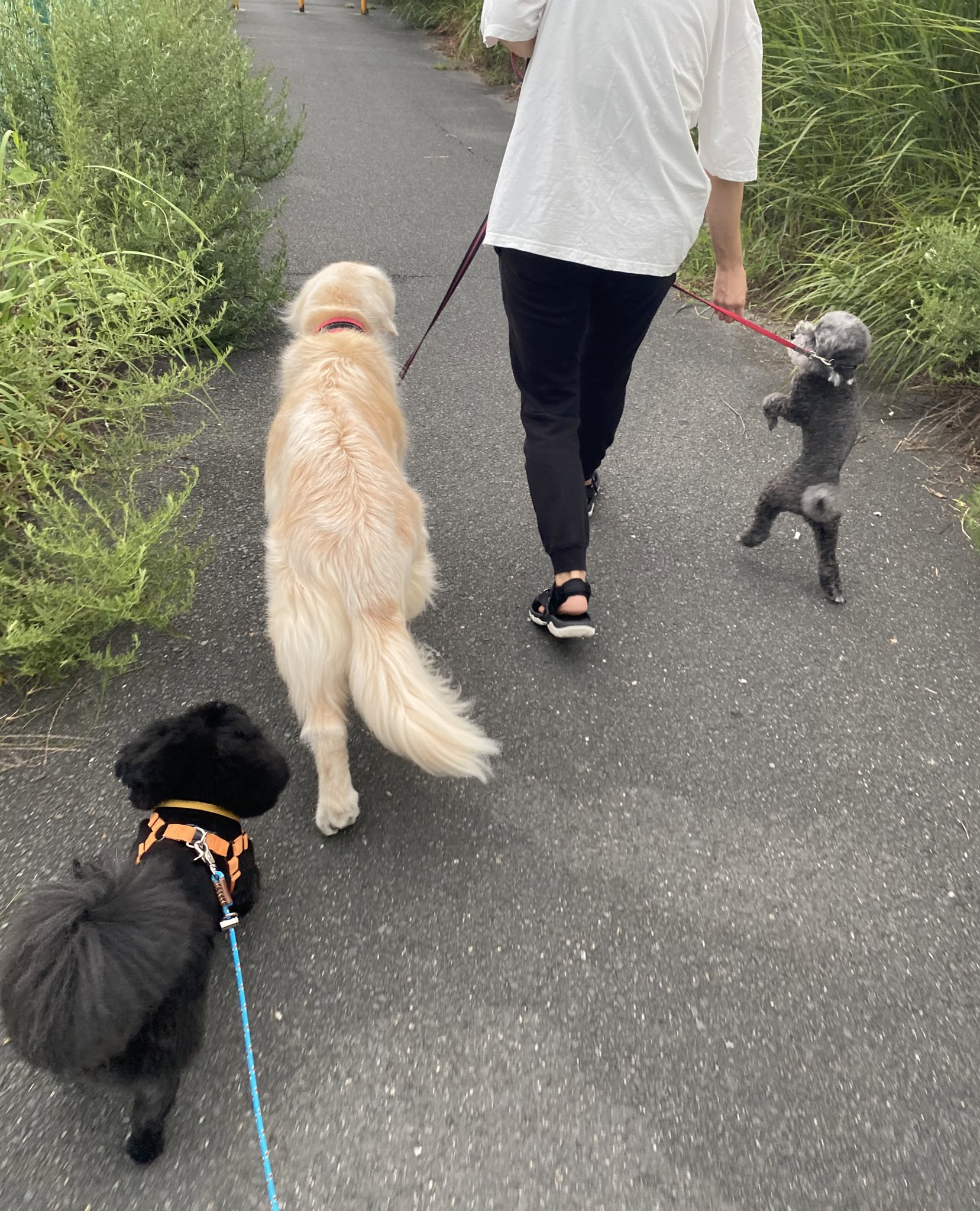 吉井 二足歩行犬 T Co 6eomlhsgqj Twitter