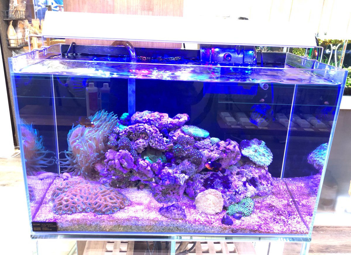 恵比寿店 チャーム公式 今年は海に遊びにもなかなか行けないですね でも 海水水槽を設置してしまえば1年中お家の中で海を感じられます この夏をきっかけに水槽ライフ始めてみませんか チャーム恵比寿店 Charm恵比寿店 水槽 恵比寿店 チャーム公式 今年は海に遊びにもなかなか行けないですね でも 海水水槽を設置してしまえば1年中お家の中で海を感じられます この夏をきっかけに水槽ライフ始めてみませんか チャーム恵比寿店 Charm恵比寿店 水槽