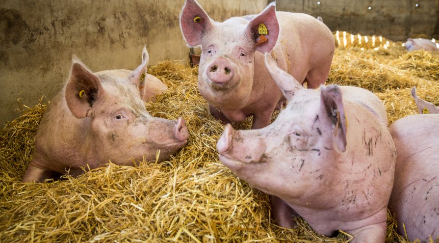 9/15. EU product is generally cheaper. There are many reasons for this, but regulation, investment environment for biz, feed all play a part. As ever, we in UK are a little peculiar in that we have 40% of our pigs outdoor bred (EU 99%), & c. 80% of all pigs on straw (EU 1-2%).