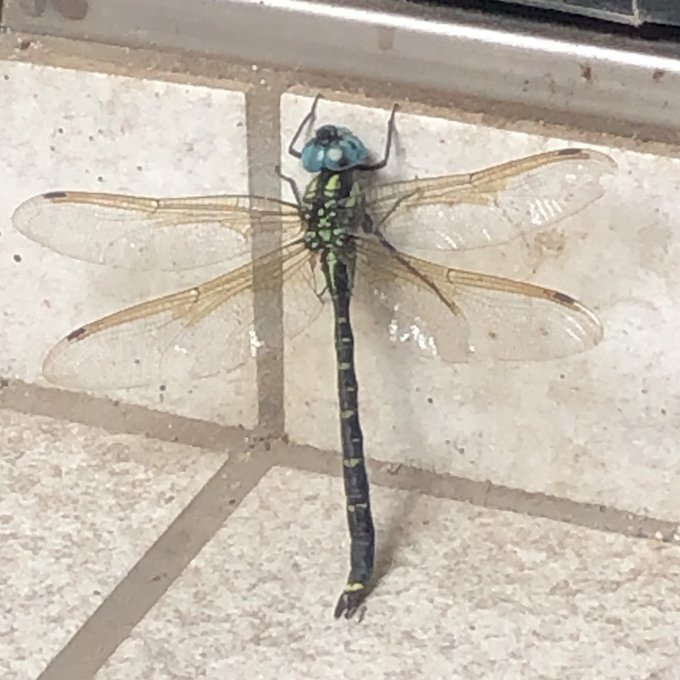 Twitterのコスプレ画像7