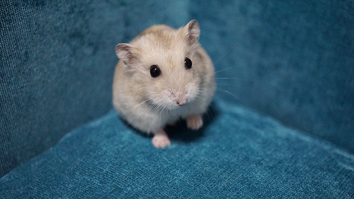 きり Twitter ನಲ ಲ ベビーおちゃとアダルトおちゃ ジャンガリアンのプディングカラーが本当にプリン色なのはベビーの時だけかな 大人になるとマロンクリーム色 どっちもきれいな色