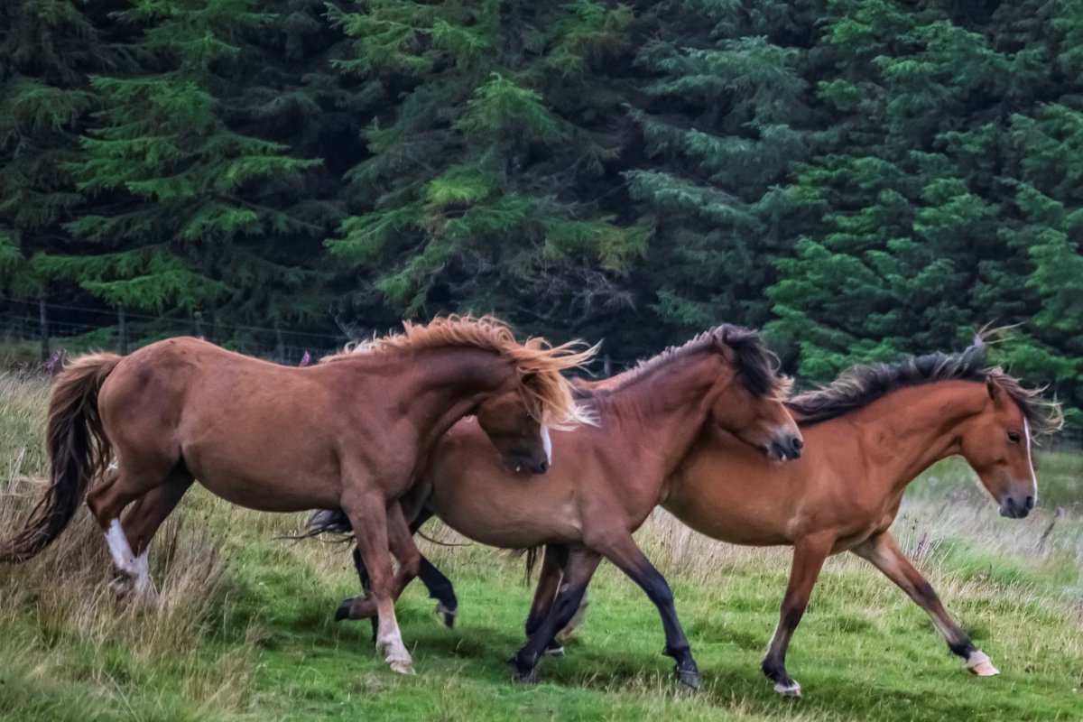 Jason13photos's tweet photo. Group of 3
@BreconBeaconsNP @visitwales #photography #Wales #Horses #WildHorses #ThePhotoHour #Nikon #EarthCapture #TwitterNatureCommunity #NaturePhotography #nature #photographer #wildlifephotography #brecon #wild @Team4Nature
@PicPublic @NatureUK @nikonians @NikonProEurope https://t.co/mbfiyXDwzh