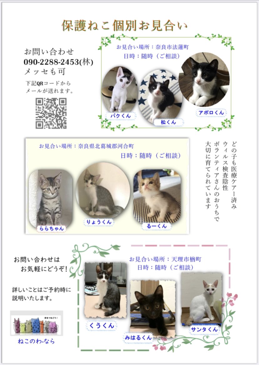 ポポン 9 12 譲渡会 Bonchi 奈良 ポスター チラシの掲示をお願いできる店舗様を探しております 奈良県 奈良市 の店舗様 どうか 少しのスペースをお借りできますでしょうか 保健所 レスキューの子猫ちゃんが ずっとのお家を待っています