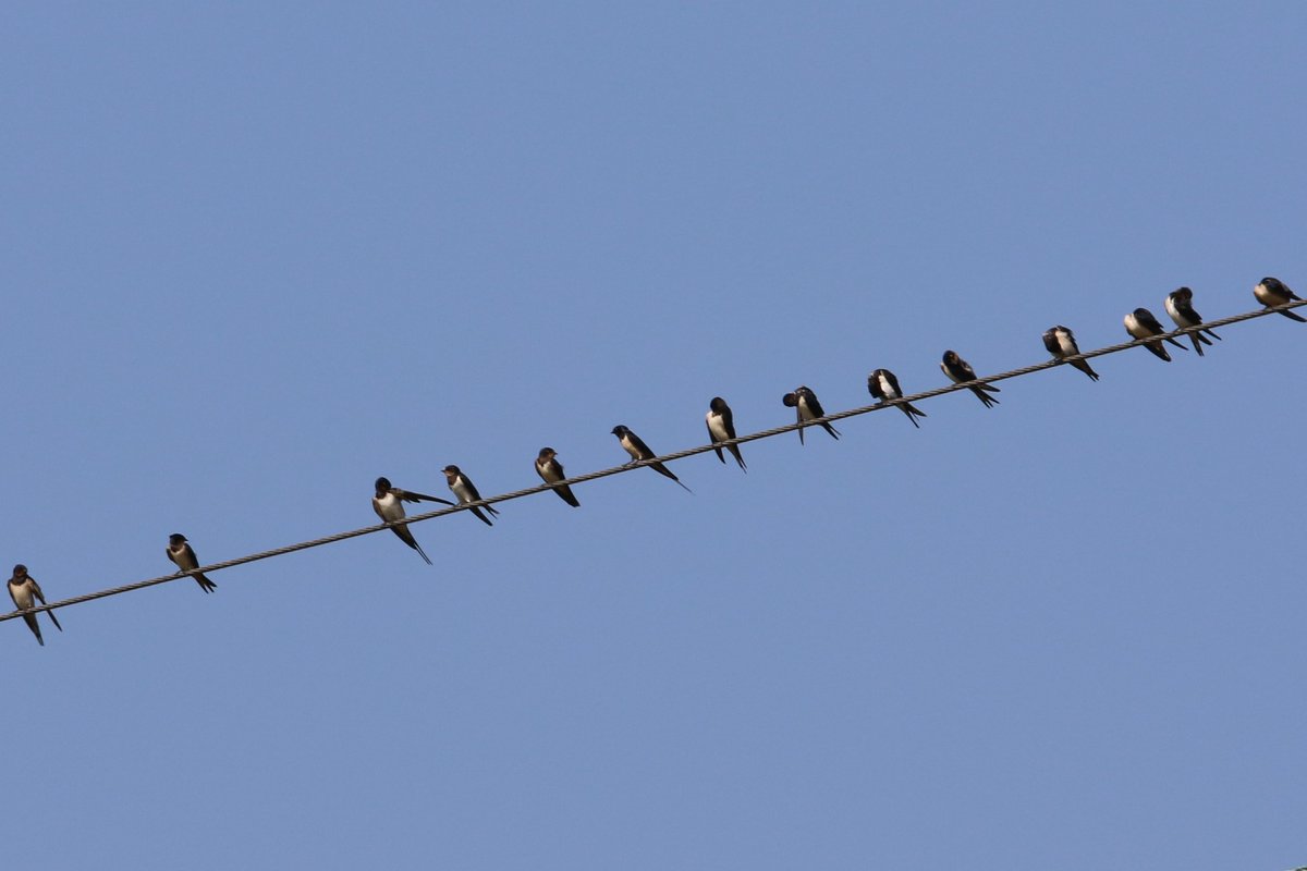Swallows starting to gather at Papercourt