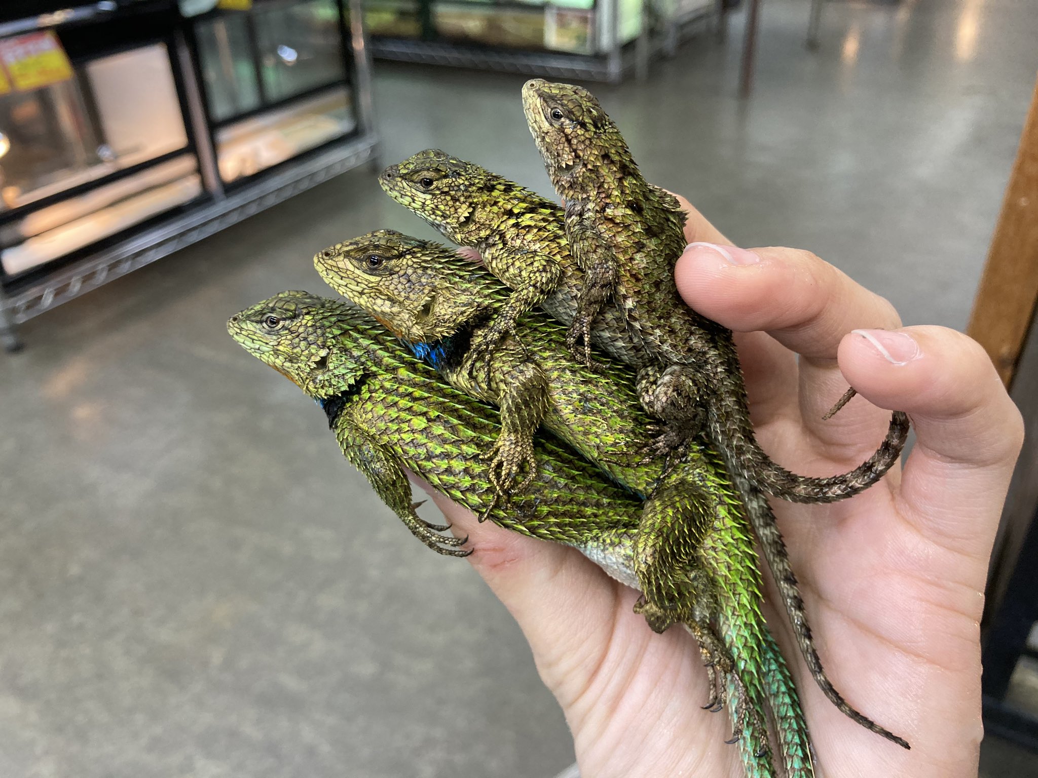 ペポニ みなと店 まるで動く宝石 キラキラした鱗が美しい人気の小型種 マラカイトハリトカゲ入荷してます O 小型ですがとっても丈夫 ちょこまか動き回る姿が可愛らしいです マラカイトハリトカゲ T Co Bsaydhwllx Twitter ペポニ みなと店 まるで動く宝石 キラキラした鱗が美しい人気の小型種 マラカイトハリトカゲ入荷してます O 小型ですがとっても丈夫 ちょこまか動き回る姿が可愛らしいです マラカイトハリトカゲ T Co Bsaydhwllx Twitter