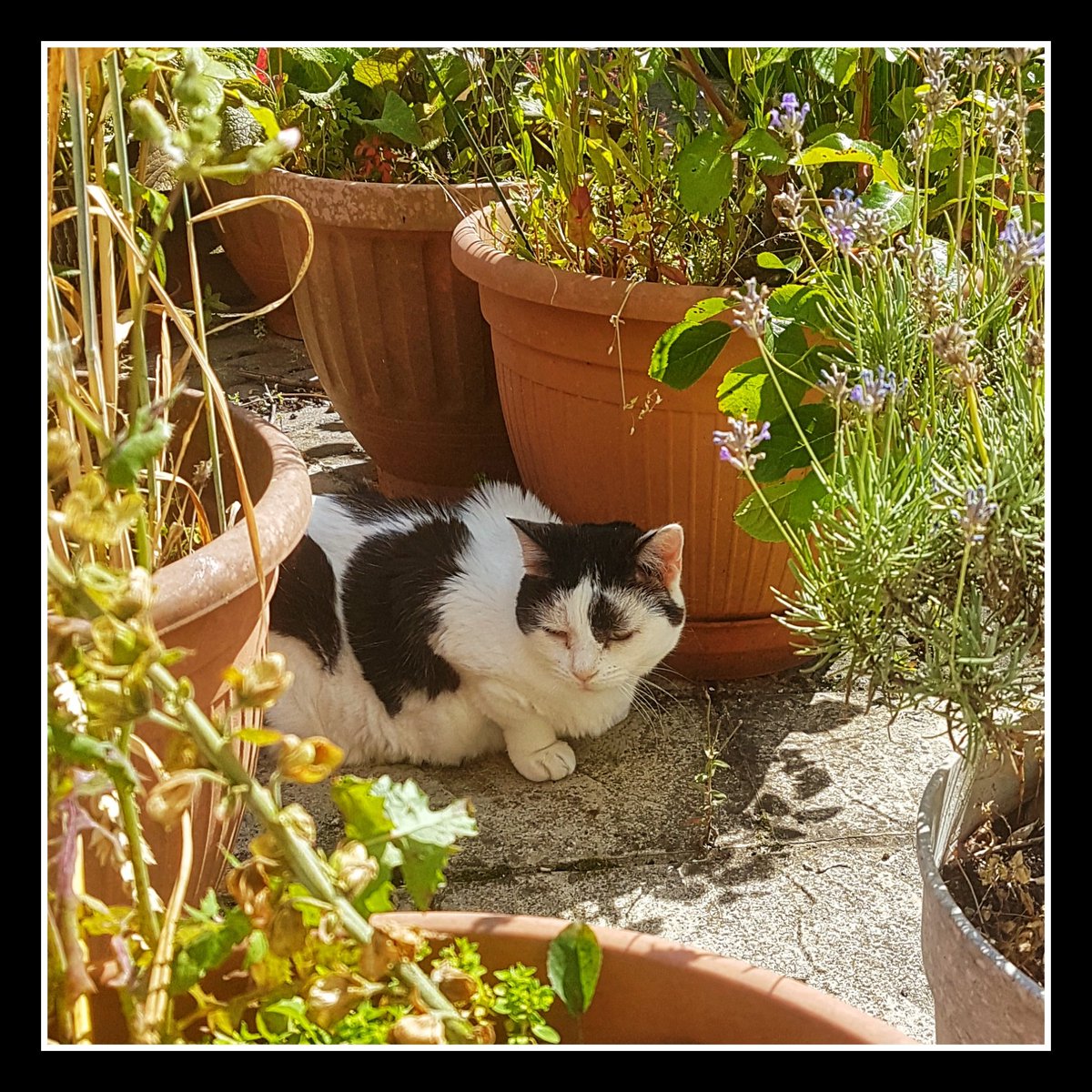 stevehowdle's tweet photo. Staying cool in the shade. #cats #summertime #homelife https://t.co/5NmR7Y4KxC