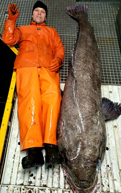 argosfroyanes's tweet photo. Aleksei from Russia with this season’s biggest #PATAGONIANTOOTHFISH so far AT 2.53M long.  #MFVNORDICPRINCE #SGSSI #CCAMLR https://t.co/tYLorPB6Kc