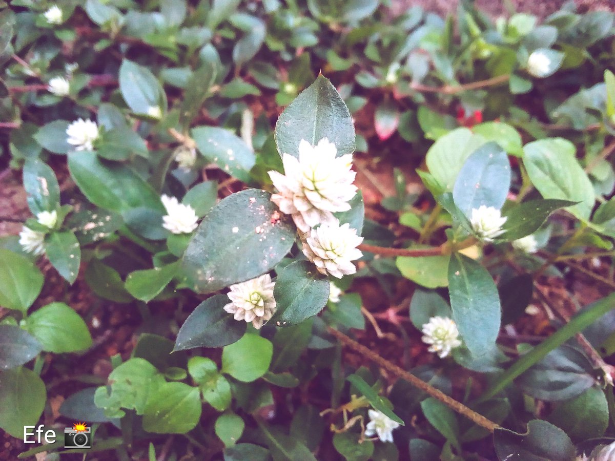 AncheEvidence's tweet photo. Flowers to brighten up your day.
#Efe
#Phone-Photography
#EditedCollection https://t.co/NzjwpBWQOd