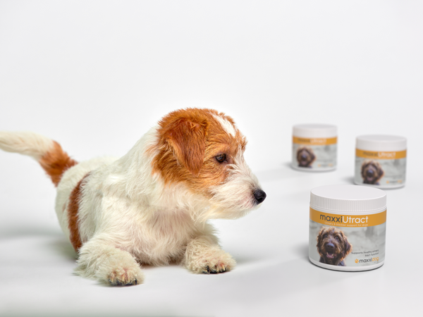 maxxipaws's tweet photo. Personal experience how we managed to replace prescribed dog incontinence medication for life with natural supplementation: https://t.co/HOWwUs84Zu
#olddogincontinence #dogincontinencetreatment #maxxiUtract #dogUTI #olddogs #seniordogs #femaledogs #incontinenceindogs #dogslife https://t.co/F5paj28FP5