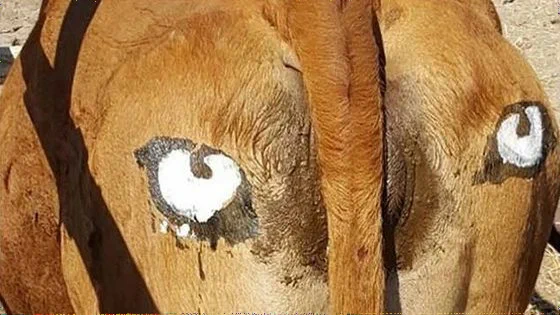 牛のおしりに目を書くとライオンに襲われなくなるらしい！！