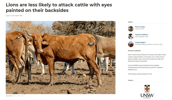 牛のおしりに目を書くとライオンに襲われなくなるらしい！！