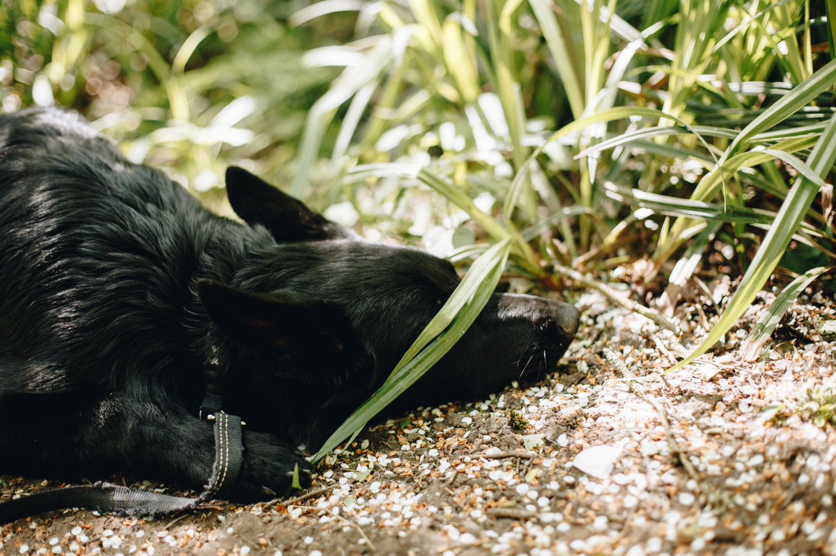 Sara16b's tweet photo. My dogs and I were done with this heat the first day it began. It’s day 4 now and the weather forecast for next week never looked more beautiful. #londonheatwave https://t.co/FLRWWRzUvx