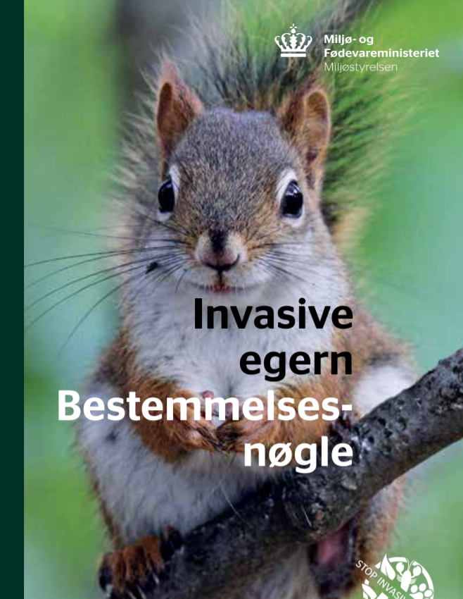MortenDDHansen's tweet photo. BREAKING: @Miljostyrelsen har udgivet en guide til 12 egern, du IKKE kan se i #dknatur. 

Bud på næste udgivelser? 
13 pungdyr, du ikke kan se.
14 pingviner. 
15 aber.
16 gribbe.
....
JEG HAR DET: #99arter, du IKKE skal se før du bliver voksen. 

https://t.co/61bZ9wnXq6 https://t.co/wmDLRq2SrD