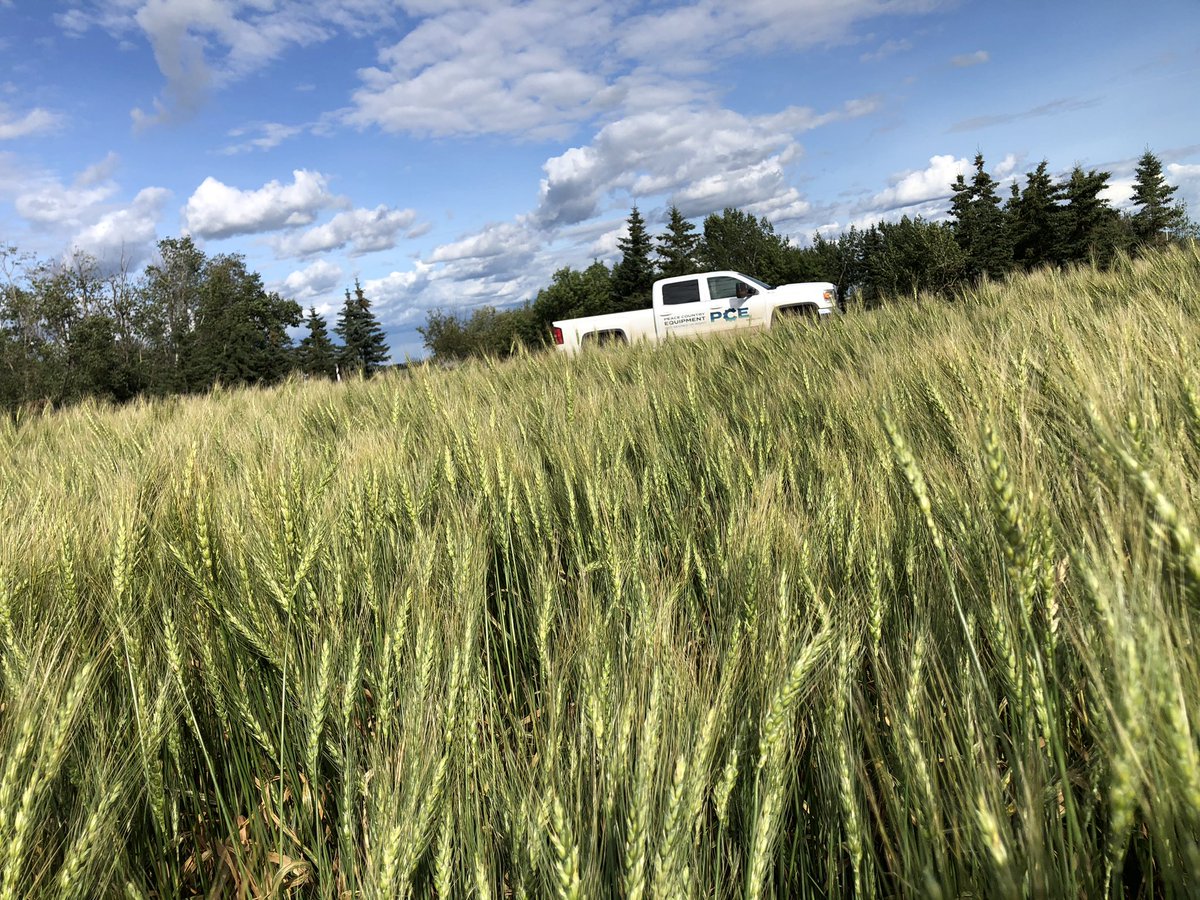 PCEfarmSALES's tweet photo. 15” wheat with the @SeedMasterMfg #UltraSR is looking strong. Anxious for harvest data compared to 12”. https://t.co/EhviT3m1f8